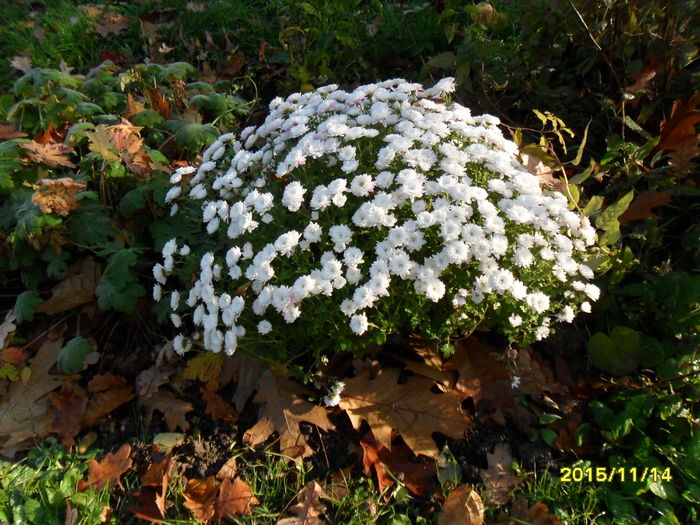 SAM_2125 - Gradina Botanica Bucuresti 14 11 2015