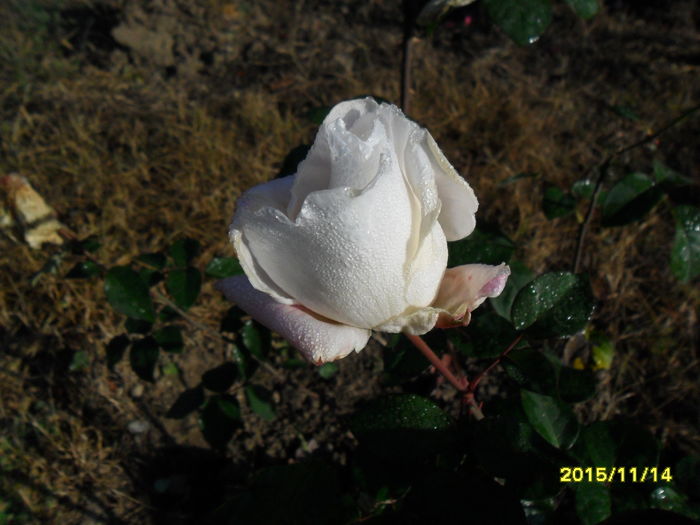 SAM_2135 - Gradina Botanica Bucuresti 14 11 2015