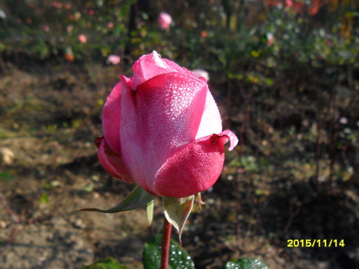 SAM_2147 - Gradina Botanica Bucuresti 14 11 2015