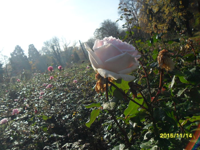 SAM_2154 - Gradina Botanica Bucuresti 14 11 2015