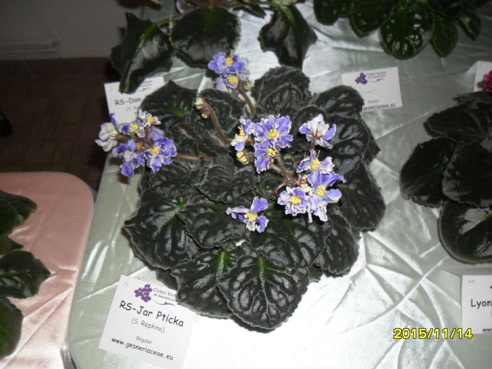 SAM_2160 - Expozitia de violete noiembrie 2015