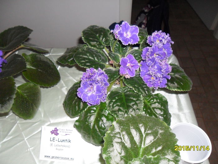 SAM_2164 - Expozitia de violete noiembrie 2015