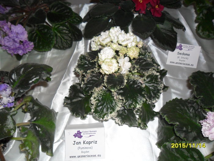 SAM_2171 - Expozitia de violete noiembrie 2015