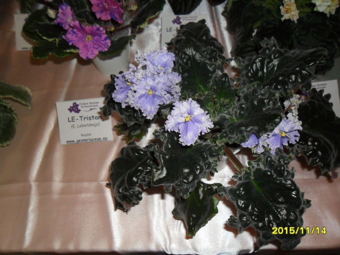 SAM_2175 - Expozitia de violete noiembrie 2015