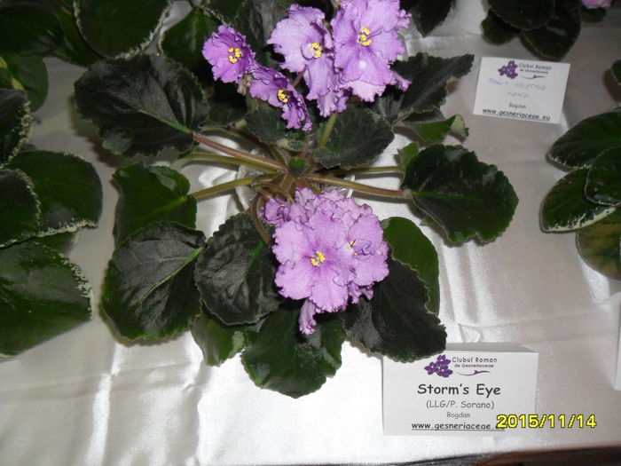 SAM_2196 - Expozitia de violete noiembrie 2015