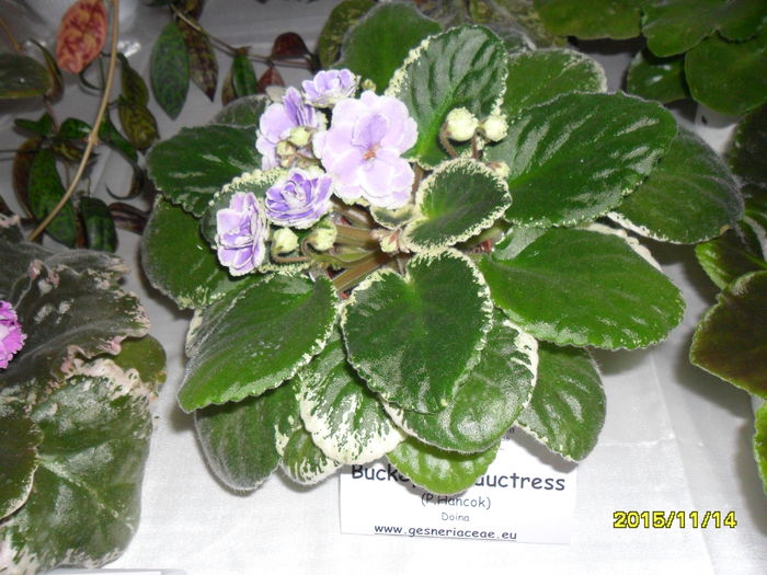 SAM_2206 - Expozitia de violete noiembrie 2015