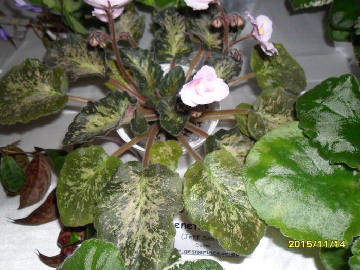 SAM_2209 - Expozitia de violete noiembrie 2015