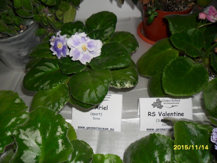 SAM_2211 - Expozitia de violete noiembrie 2015