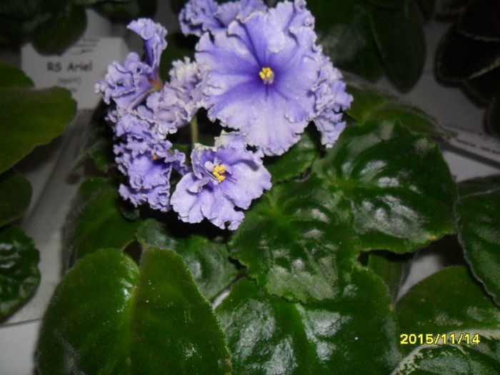 SAM_2213 - Expozitia de violete noiembrie 2015