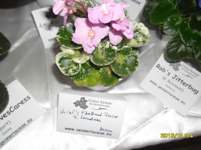 SAM_2221 - Expozitia de violete noiembrie 2015