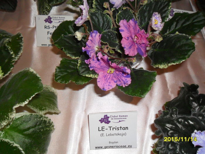 SAM_2246 - Expozitia de violete noiembrie 2015