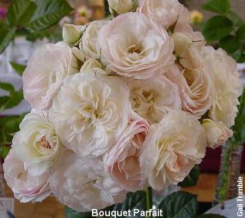 Bouquet Parfait (2)