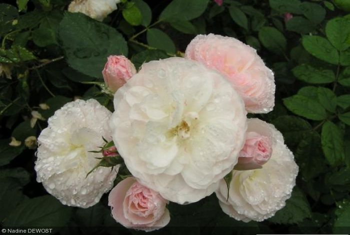 Bouquet Parfait - ACHIZITII TOAMNA 2015