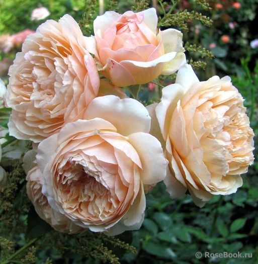 Charles de Nervaux Rose