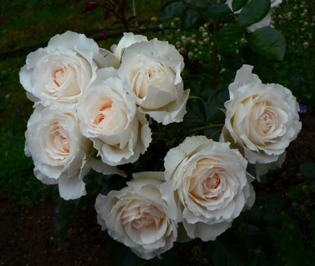 Cream Abundance