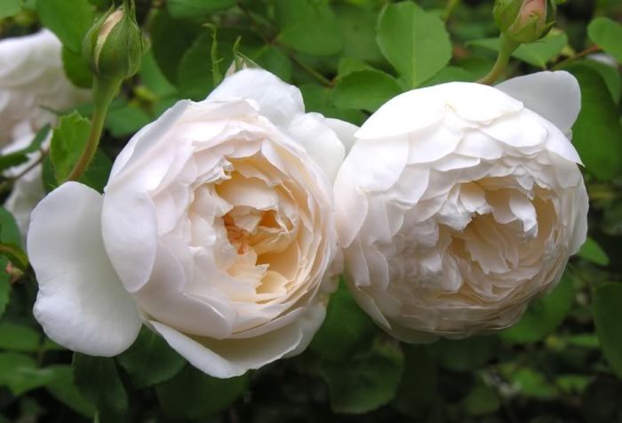 Glamis Castle