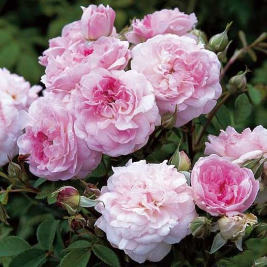 Rosemoor