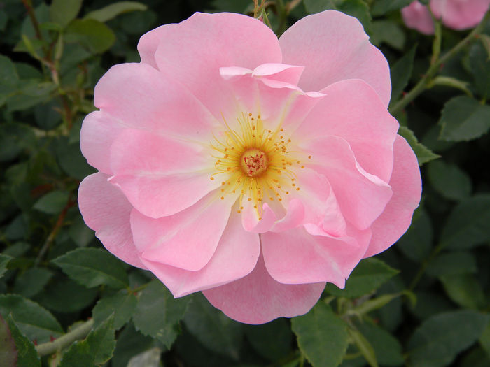 The Lady's Blush (2)