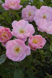 The Lady's Blush
