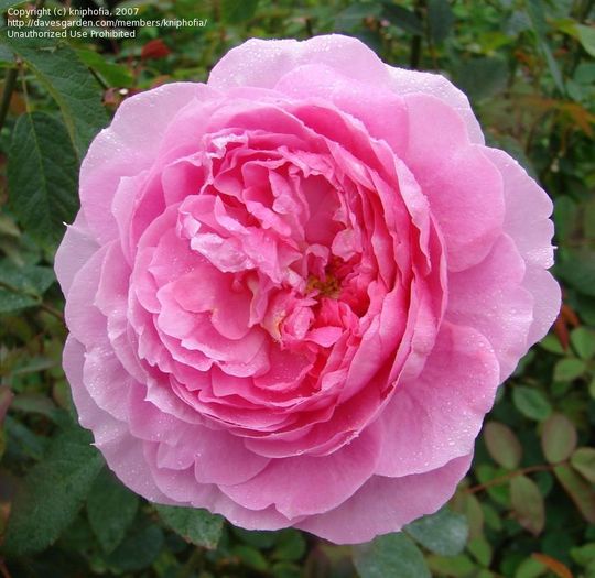 The Mayflower (2)