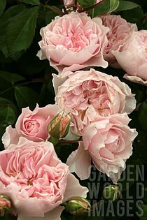 Wisley 2008