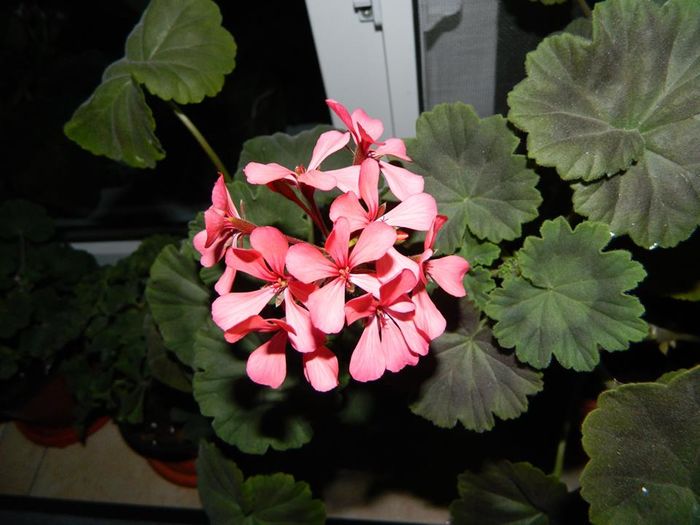 11181803_1168406133189037_1434983544783978880_n