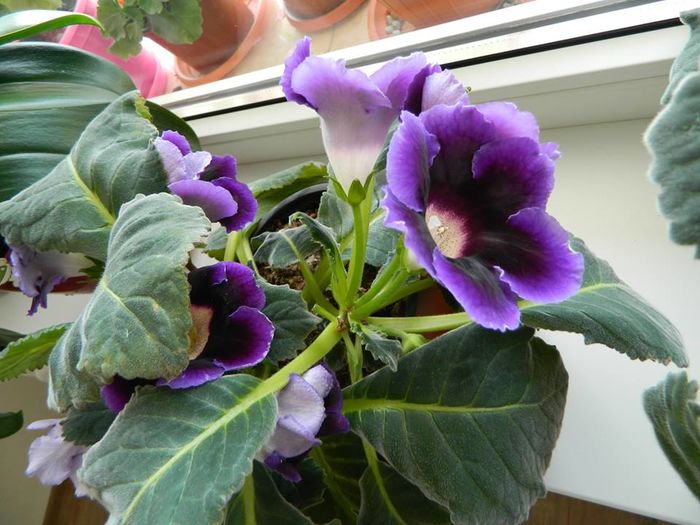 Gloxinia 4; Mov simpla (prima inflorire cu pete albe)
