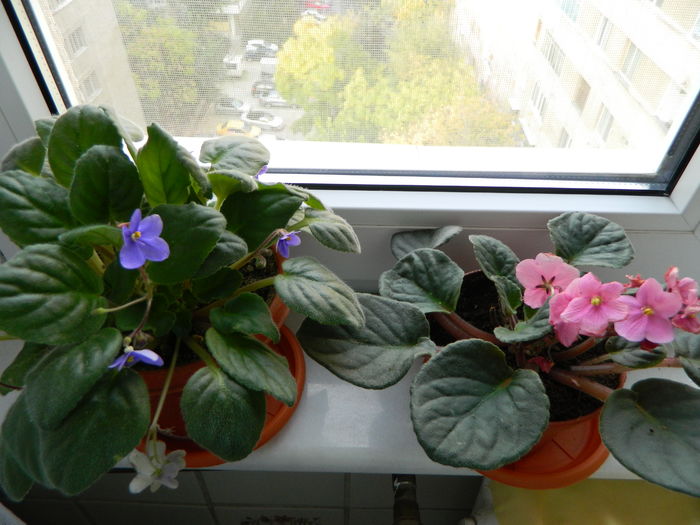 Stanga violeta 7, Dreapta violeta 8