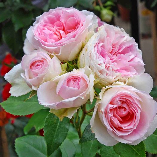 'Kurfürstin Sophie'