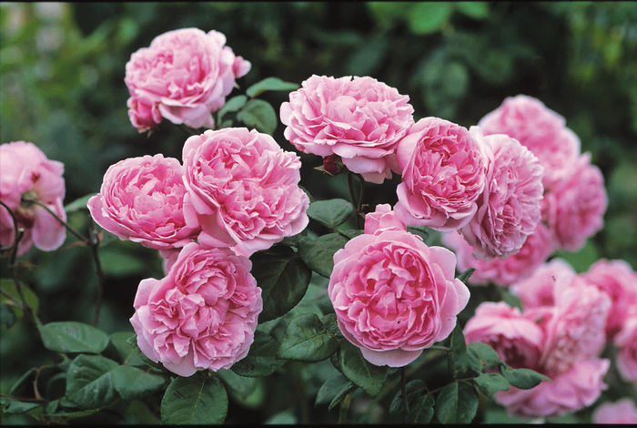 Lady Salisbury (2)