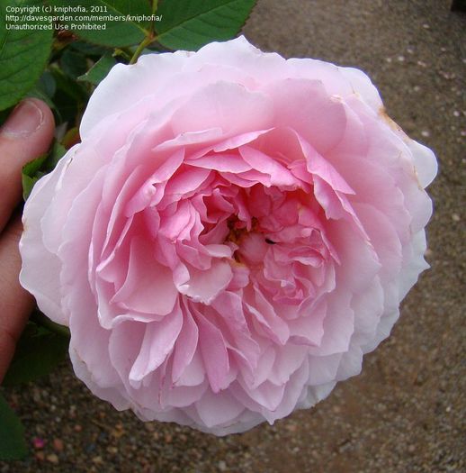Lady Salisbury