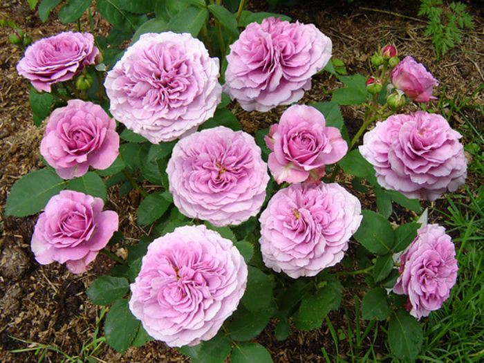 Lavender Ice