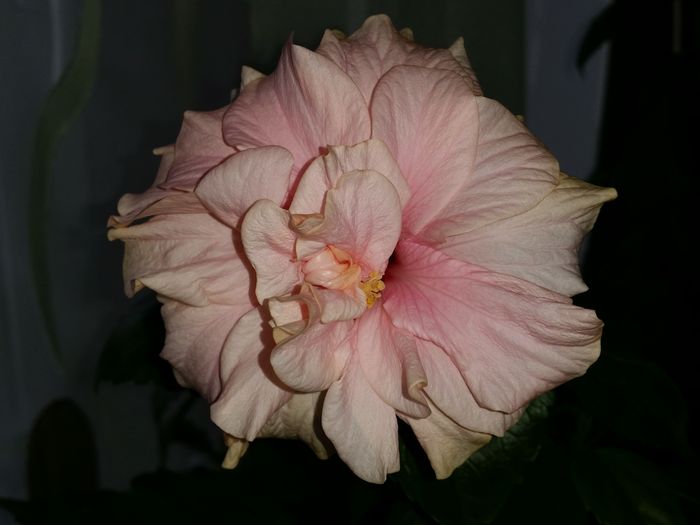 Classic pink - hibiscus