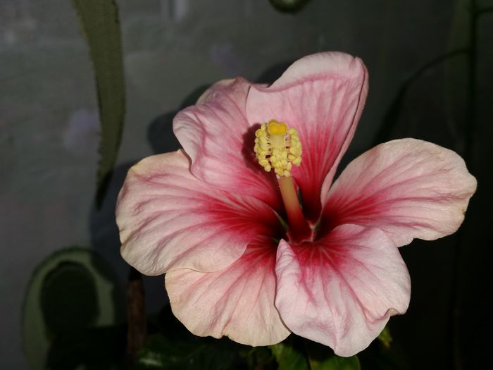 Pink dream - hibiscus