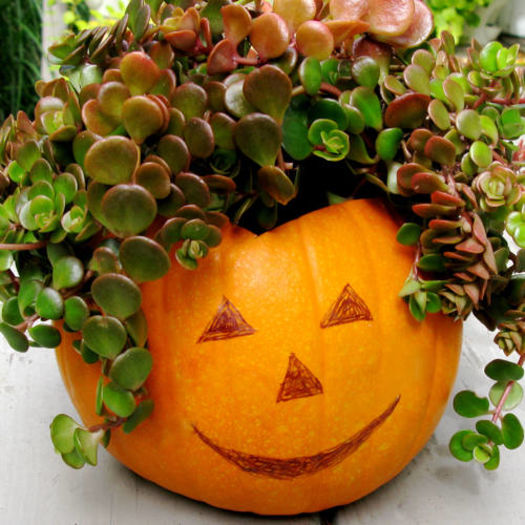 pumkin-garden-ideas - Inspiratie 1