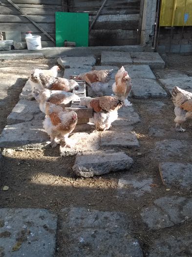 IMG_20151115_095707 - Brahma Somon