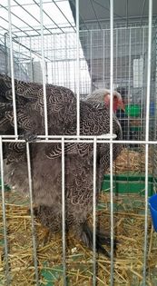 12246730_417165008478081_8067333773249025398_n - E xpozitia europeana Metz- Franta