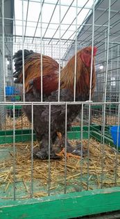 12115455_417165075144741_7657037585672453553_n