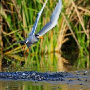 53855_2fd7dc52dae0bbb8e8c1bd90e3d5fc94_mdsq - BIRDS