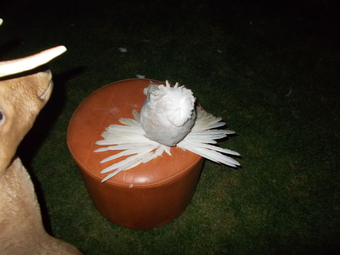 DSCN0428 - Porumbei pentru Expozitia nationala Lugoj 2015
