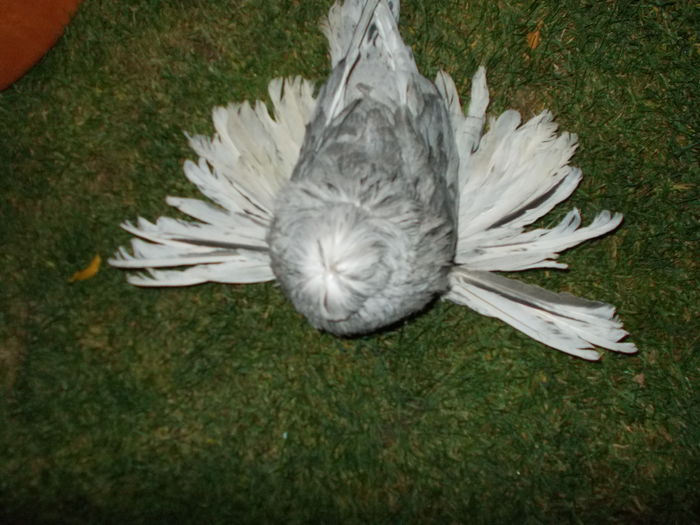 DSCN0418 - Porumbei pentru Expozitia nationala Lugoj 2015