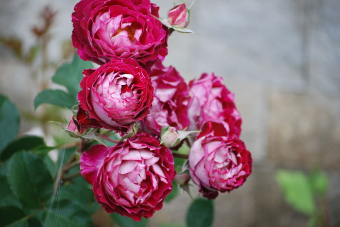 Belle de Segosa