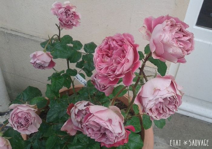 Centenaire de l'Hay-les-roses (2)