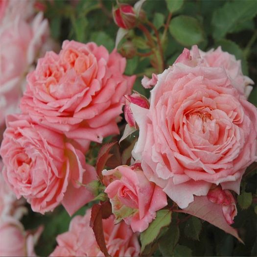 Fleurs en Seine