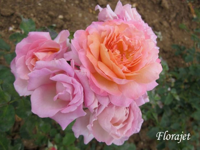 Florajet