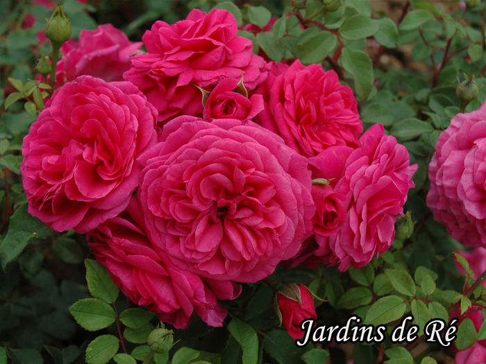 Jardins de Ré