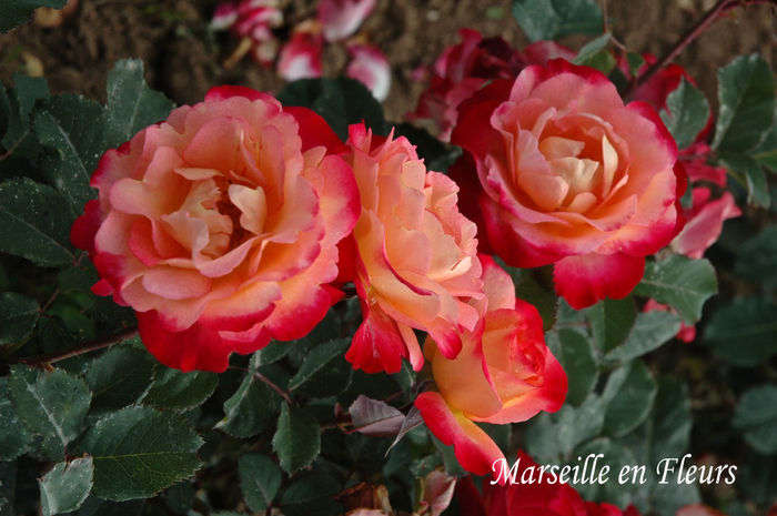 Marseille en  Fleurs