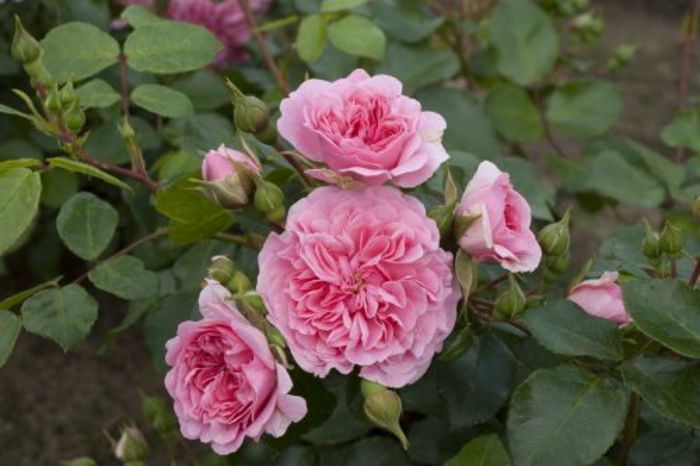Pink Swany (1)