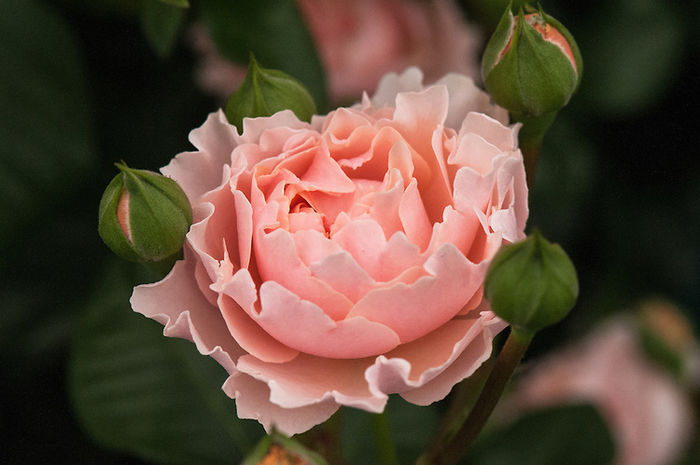 Twiggy's Rose (1)