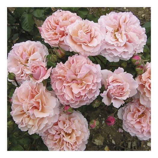 twiggy-s-rose[1]